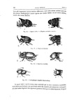 Charles Darwin - L�origine dell'uomo e la scelta in rapporto col sesso - Torino 1888 (con 76 figure) Charles Darwin - L�origine dell'uomo e la scelta in rapporto col sesso - Torino 1888 (con 76 figure)