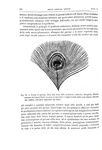 Charles Darwin - L�origine dell'uomo e la scelta in rapporto col sesso - Torino 1888 (con 76 figure) Charles Darwin - L�origine dell'uomo e la scelta in rapporto col sesso - Torino 1888 (con 76 figure)