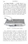 Giovanni Canestrini e Nincenzo Asprea - Apicoltua - Milano, Hoepli 1937 (con 55 illustrazioni) Giovanni Canestrini e Nincenzo Asprea - Apicoltua - Milano, Hoepli 1937 (con 55 illustrazioni)