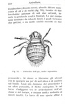 Giovanni Canestrini e Nincenzo Asprea - Apicoltua - Milano, Hoepli 1937 (con 55 illustrazioni) Giovanni Canestrini e Nincenzo Asprea - Apicoltua - Milano, Hoepli 1937 (con 55 illustrazioni)