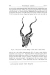 Charles Darwin - L�origine dell'uomo e la scelta in rapporto col sesso - Torino 1888 (con 76 figure) Charles Darwin - L�origine dell'uomo e la scelta in rapporto col sesso - Torino 1888 (con 76 figure)