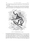 Charles Darwin - L�origine dell'uomo e la scelta in rapporto col sesso - Torino 1888 (con 76 figure) Charles Darwin - L�origine dell'uomo e la scelta in rapporto col sesso - Torino 1888 (con 76 figure)