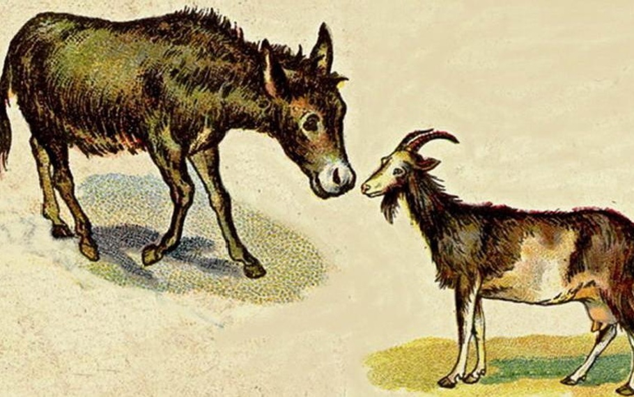 Esopo - La capra e l'asino Esopo - La capra e l'asino