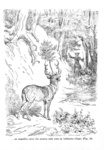 Rudolf Erich Raspe - Avventure del barone di Munchausen illustrate da Gustave Dor� - inizi Novecento Rudolf Erich Raspe - Avventure del barone di Munchausen illustrate da Gustave Dor� - inizi Novecento