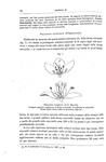Darwin - Le diverse forme dei fiori in piante della stessa specie - 1884 (prima edizione italiana) Darwin - Le diverse forme dei fiori in piante della stessa specie - 1884 (prima edizione italiana)
