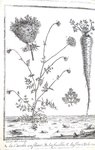 Le propriet� della carota: Ami Felix Bridault - Traite sur la carotte - 1802 (rara prima edizione) Le propriet� della carota: Ami Felix Bridault - Traite sur la carotte - 1802 (rara prima edizione)