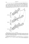 Darwin - Le diverse forme dei fiori in piante della stessa specie - 1884 (prima edizione italiana) Darwin - Le diverse forme dei fiori in piante della stessa specie - 1884 (prima edizione italiana)
