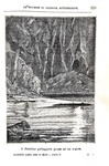 Jules Verne - Ventimila leghe sotto ai mari - Milano, Tipografia Lombarda 1875 (con 104 xilografie) Jules Verne - Ventimila leghe sotto ai mari - Milano, Tipografia Lombarda 1875 (con 104 xilografie)