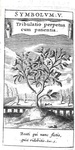 Sulla predestinazione: Drexel - Zodiacus christianus seu signa praedestinationis - 1634 (12 tavole) Sulla predestinazione: Drexel - Zodiacus christianus seu signa praedestinationis - 1634 (12 tavole)