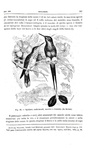 Charles Darwin - L�origine dell'uomo e la scelta in rapporto col sesso - Torino 1888 (con 76 figure) Charles Darwin - L�origine dell'uomo e la scelta in rapporto col sesso - Torino 1888 (con 76 figure)
