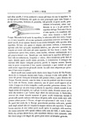 Charles Darwin - Viaggio di un naturalista intorno al mondo - Torino 1872 (prima edizione italiana) Charles Darwin - Viaggio di un naturalista intorno al mondo - Torino 1872 (prima edizione italiana)