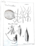 Le scienze nel Seicento: Francesco Redi - Opere - Napoli 1778 (con 34 belle tavole incise in rame)