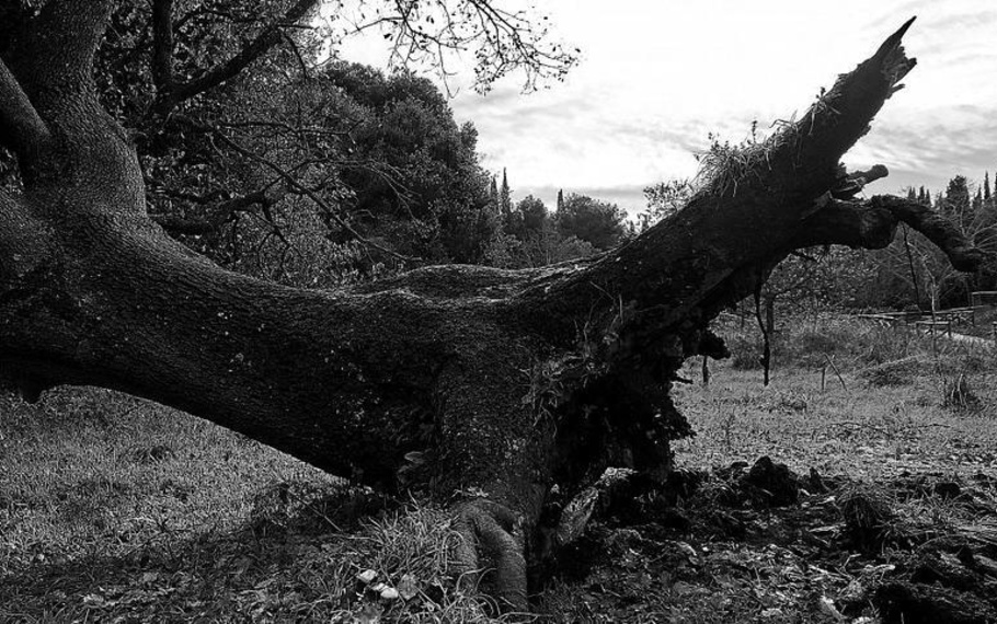 Giovanni Pascoli - La quercia caduta Giovanni Pascoli - La quercia caduta