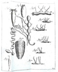 Le scienze nel Seicento: Francesco Redi - Opere - Napoli 1778 (con 34 belle tavole incise in rame)