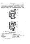 Charles Darwin - L�origine dell'uomo e la scelta in rapporto col sesso - Torino 1888 (con 76 figure) Charles Darwin - L�origine dell'uomo e la scelta in rapporto col sesso - Torino 1888 (con 76 figure)