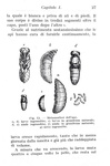 Giovanni Canestrini e Nincenzo Asprea - Apicoltua - Milano, Hoepli 1937 (con 55 illustrazioni) Giovanni Canestrini e Nincenzo Asprea - Apicoltua - Milano, Hoepli 1937 (con 55 illustrazioni)