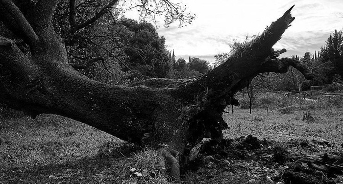 Giovanni Pascoli - La quercia caduta Giovanni Pascoli - La quercia caduta