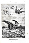 Jules Verne - Ventimila leghe sotto ai mari - Milano, Tipografia Lombarda 1875 (con 104 xilografie) Jules Verne - Ventimila leghe sotto ai mari - Milano, Tipografia Lombarda 1875 (con 104 xilografie)