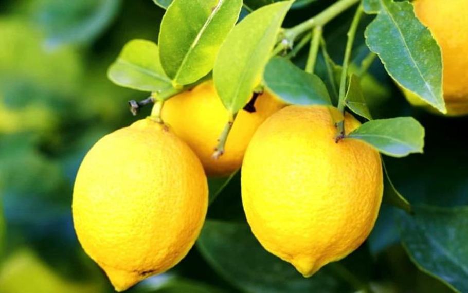 Pablo Neruda - Ode al limone Pablo Neruda - Ode al limone