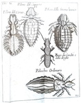 Le scienze nel Seicento: Francesco Redi - Opere - Napoli 1778 (con 34 belle tavole incise in rame)